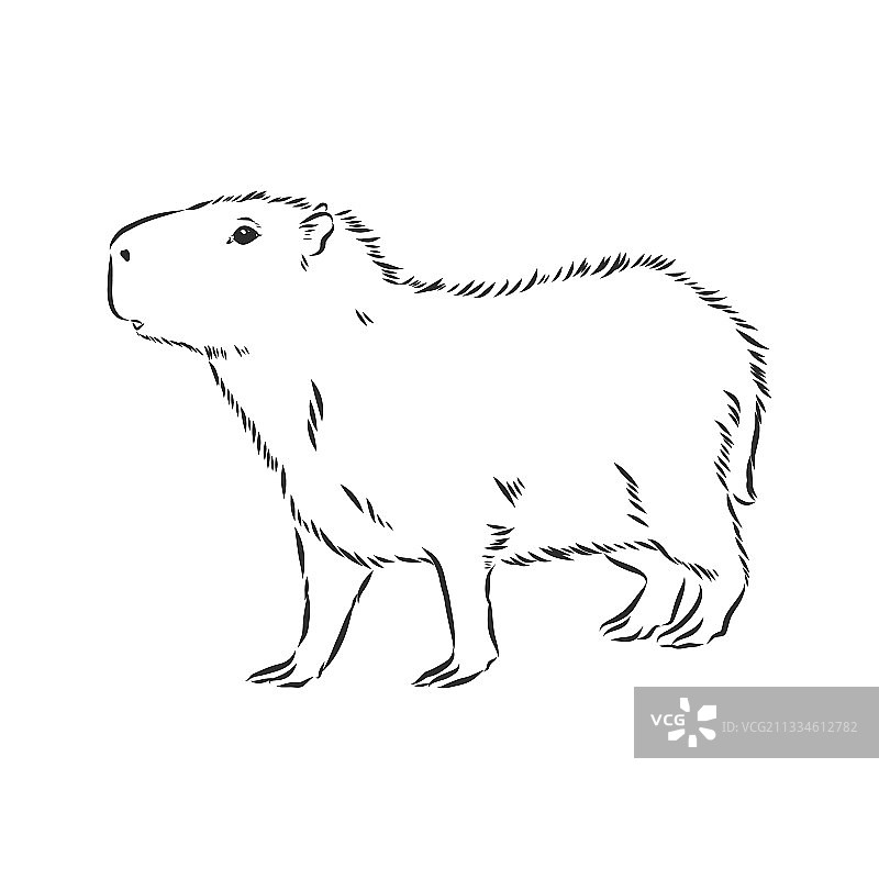 手绘水豚，南美洲动物图片素材