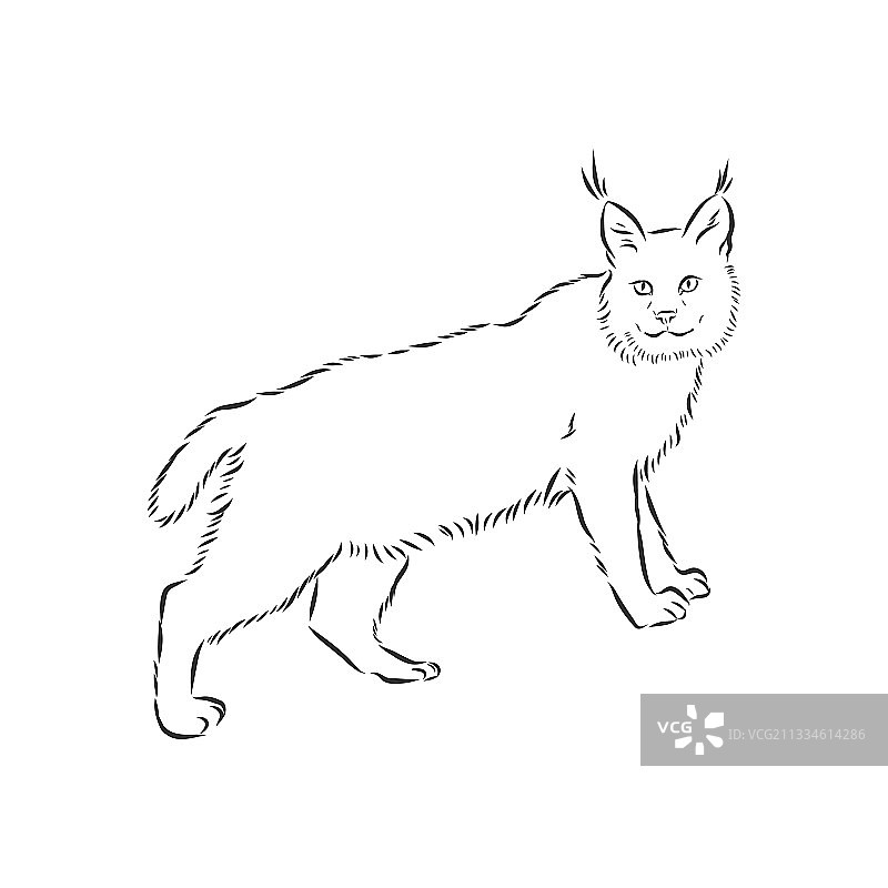 具有民族花卉涂鸦图案的手绘猞猁图片素材