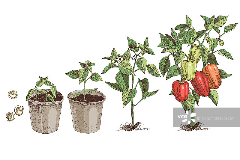 甜椒生长阶段彩色素描图片素材