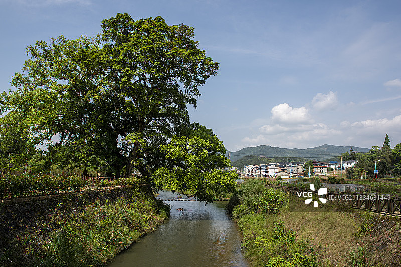 福建省南平市五夫镇朱熹故里朱子手植图片素材
