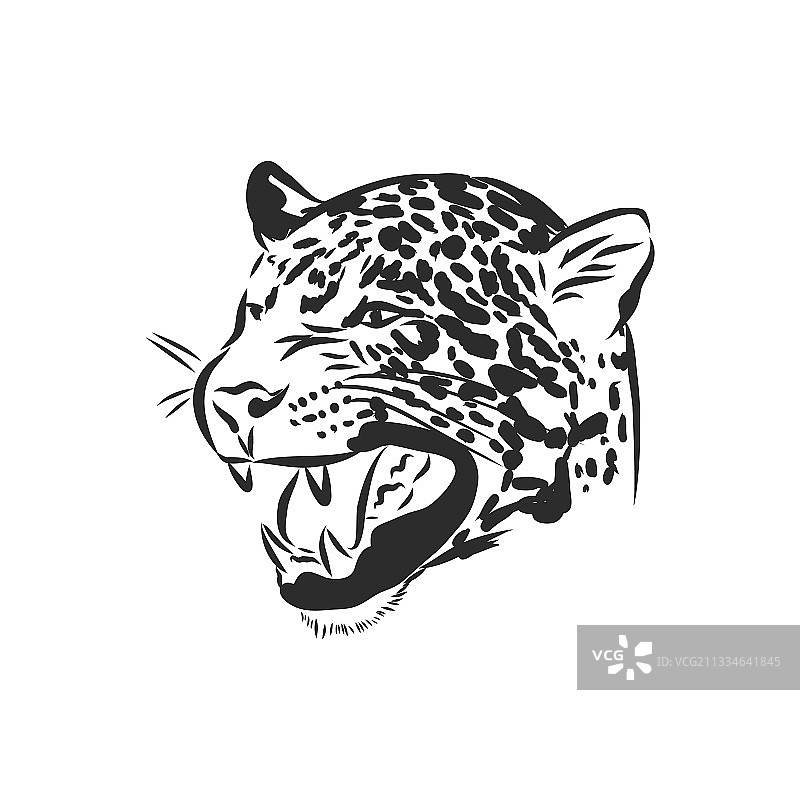 美洲豹手绘草图白色背景图片素材