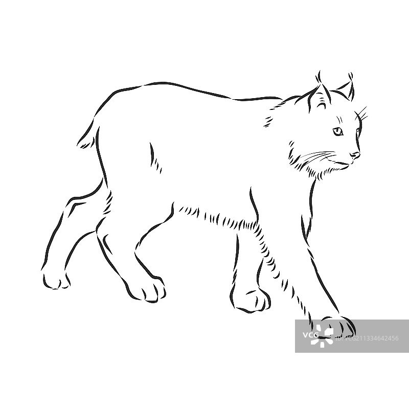 手绘素描风格猞猁肖像图片素材