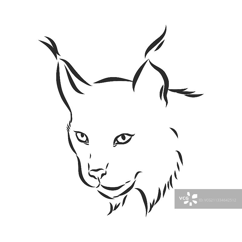 手绘黑白风格的野生猞猁图片素材