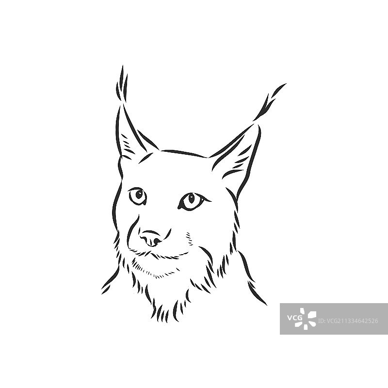 手绘黑白风格的野生猞猁图片素材