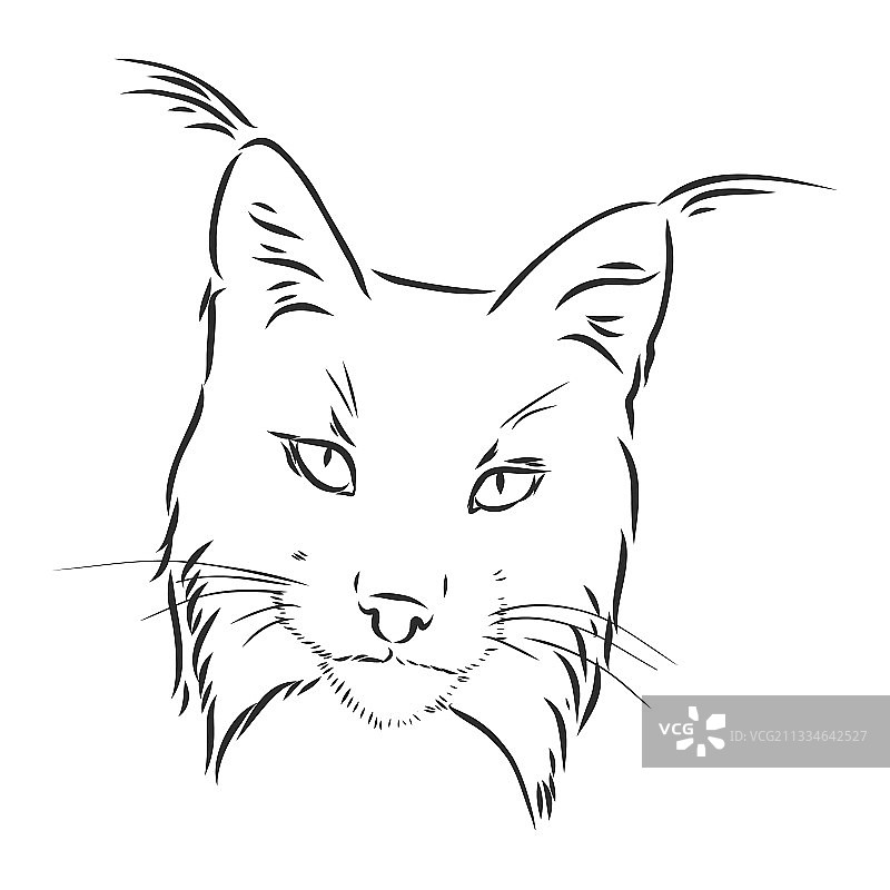 手绘黑白风格的野生猞猁图片素材