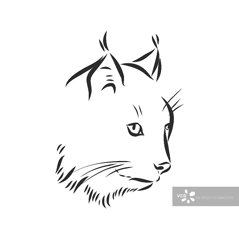 手绘黑白风格的野生猞猁图片素材