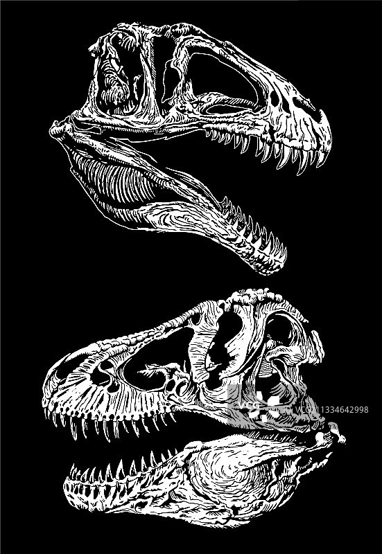 黑色背景上的恐龙头骨图案图片素材