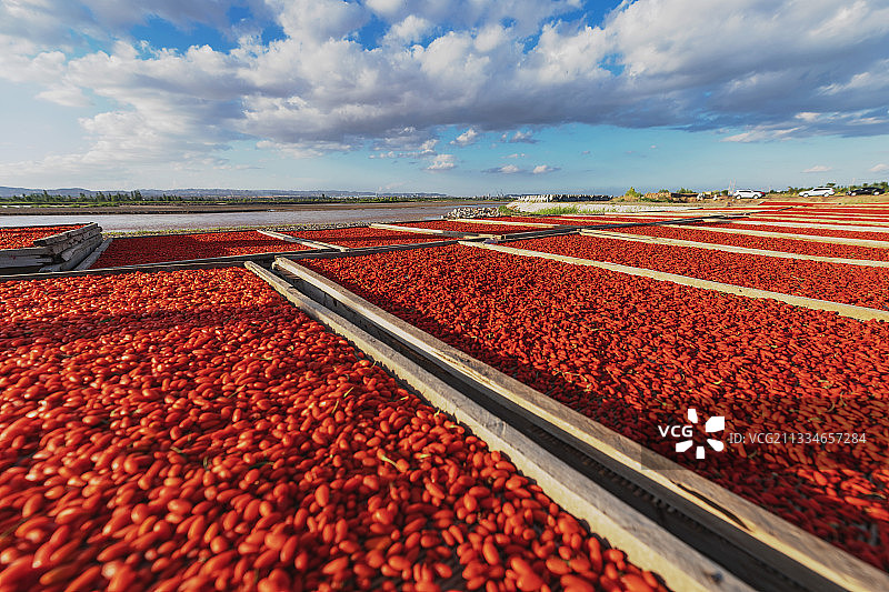 枸杞红了图片素材