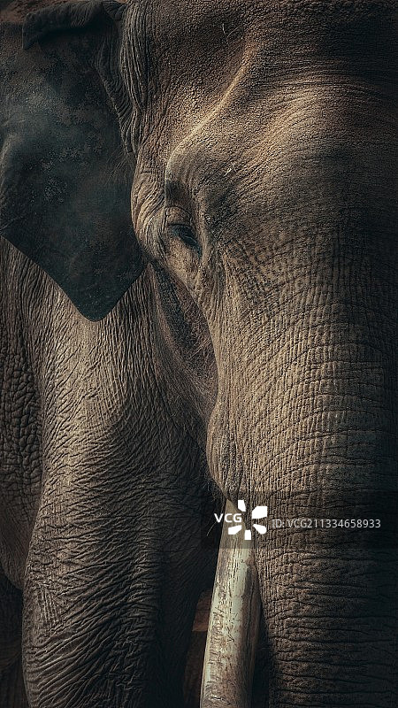 威武的大象图片素材