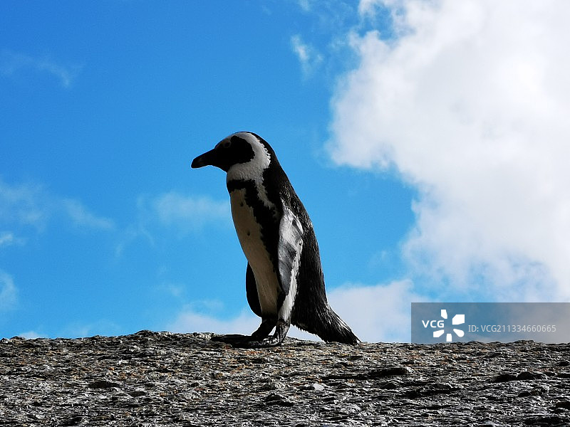 眺望好望角图片素材