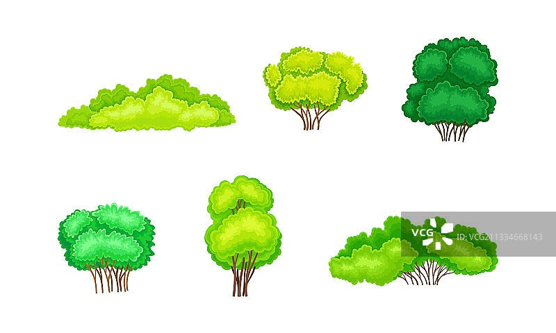 带分支茎的绿色灌木或灌木丛图片素材