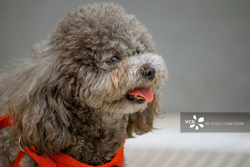 灰泰迪图片素材