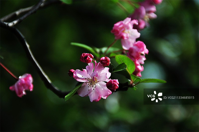 海棠花开图片素材
