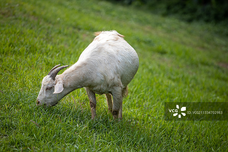 一只在吃草的怀孕的母山羊图片素材