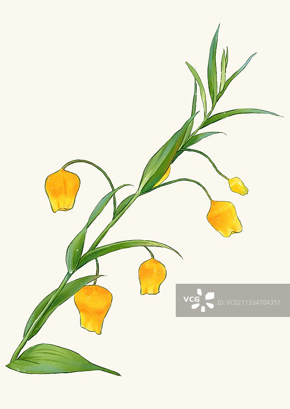 日本宫灯百合图片素材