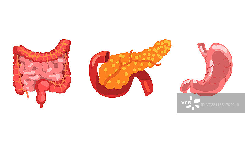 大肠、小肠、胰腺、胃图片素材