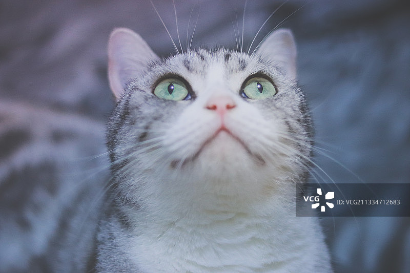 美国短毛猫图片素材