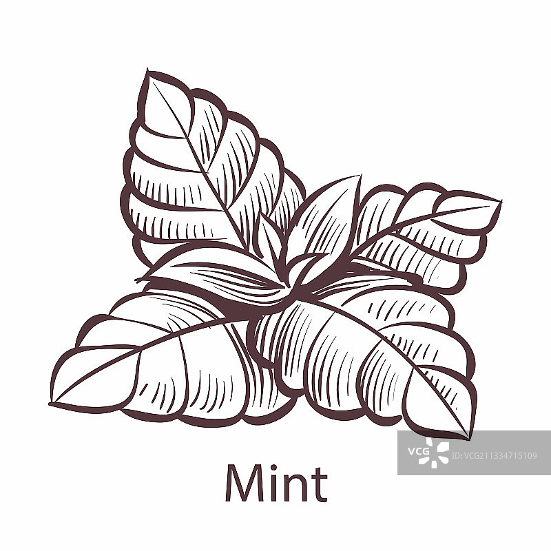 手绘有机产品薄荷图标图片素材