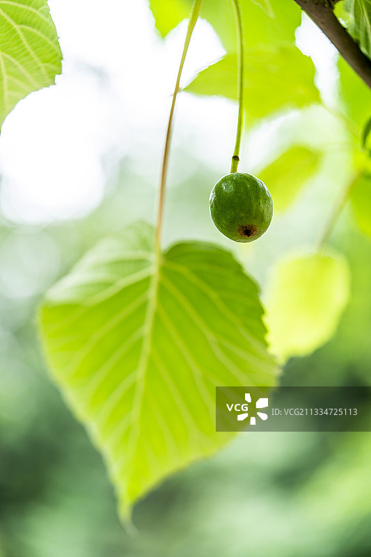 湖北恩施：星斗山自然保护区里珍稀植物珙桐（鸽子花）树叶子果子图片素材