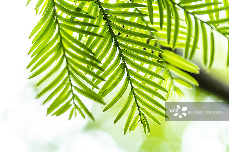 湖北利川：星斗山国家自然保护区里的红豆杉树叶图片素材