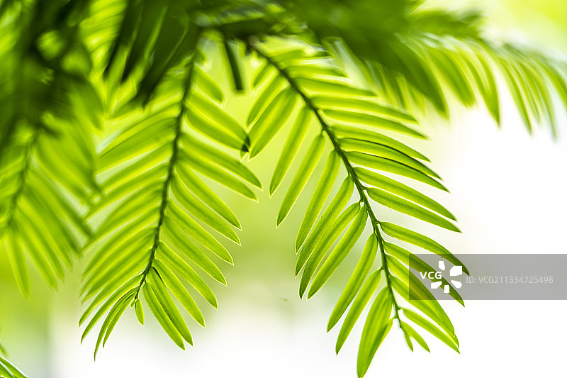 湖北利川：星斗山国家自然保护区里的红豆杉树叶图片素材