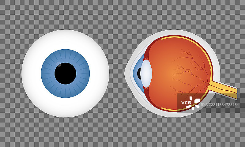 透明背景上的逼真人类眼球图片素材