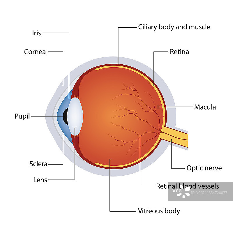 人眼结构解剖详细图图片素材