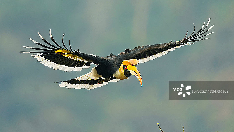 双角犀鸟图片素材