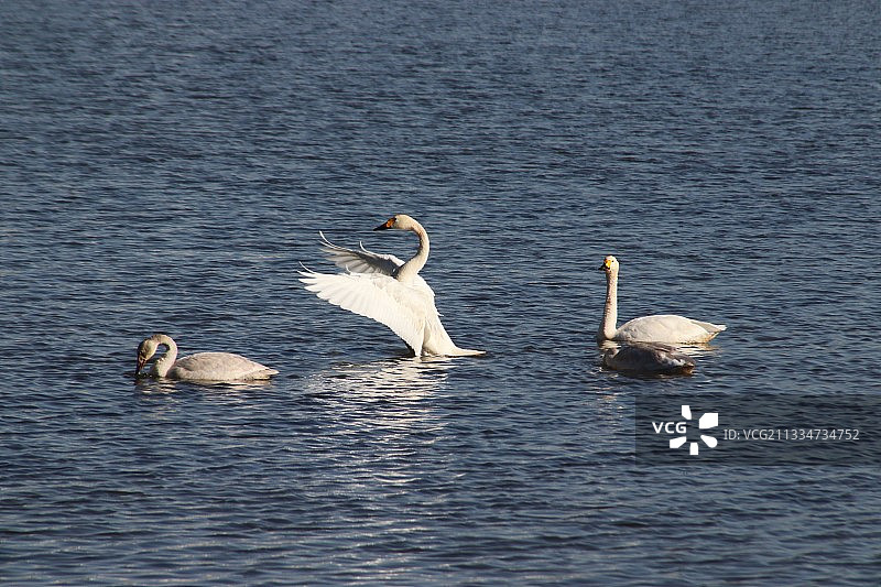锡林郭勒盟锡林湖天鹅优雅图片素材