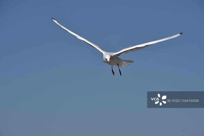 冬天，海鸥已入滇。昆明海埂大坝图片素材