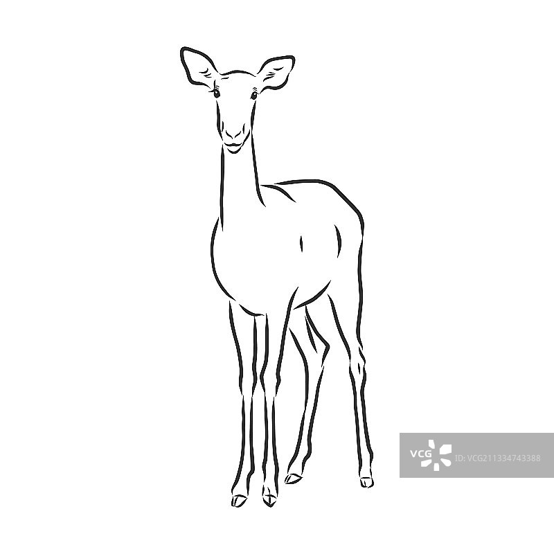 羚羊素描黑白图形图片素材