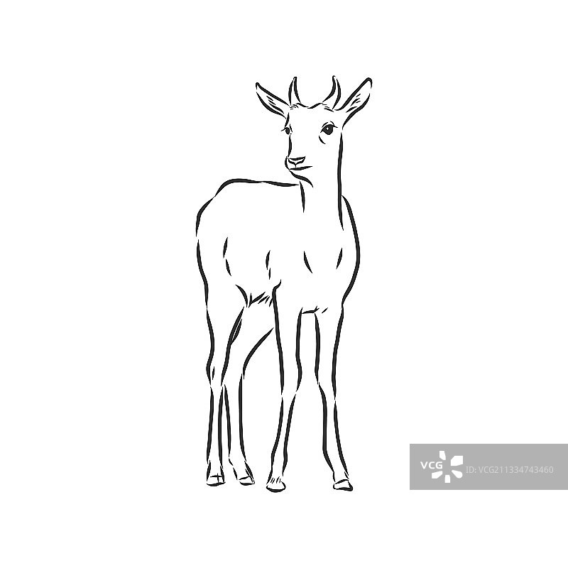 羚羊素描黑白图形图片素材