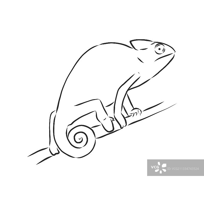 手绘变色龙动物速写图片素材