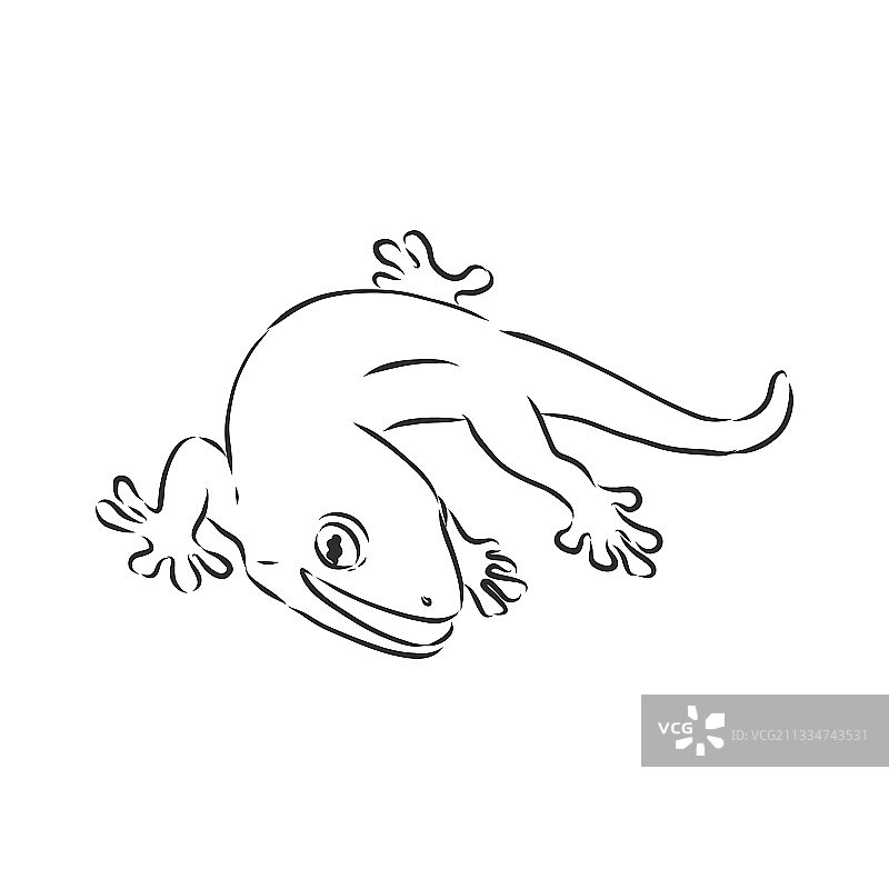 手绘涂鸦壁虎蜥蜴图片素材