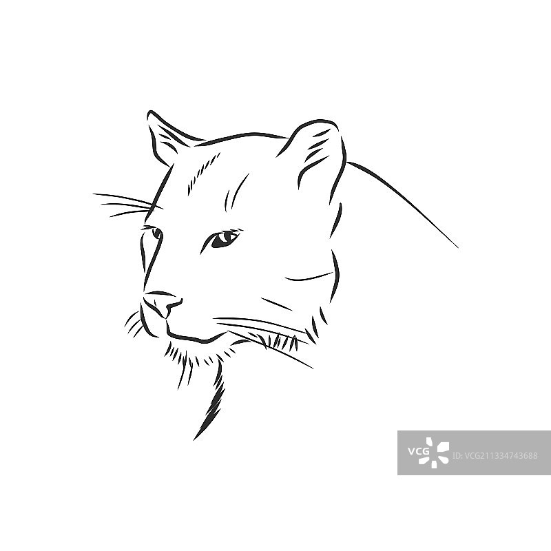 用于美洲狮素描风格的手绘肖像图片素材