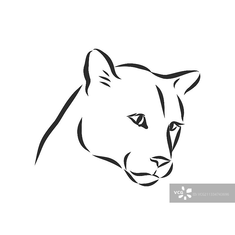 用于美洲狮素描风格的手绘肖像图片素材