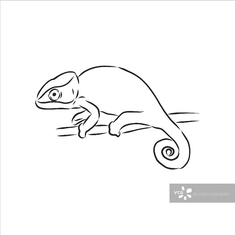 手绘变色龙动物速写图片素材