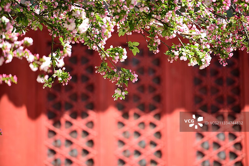 文华殿前的海棠林美不胜收图片素材