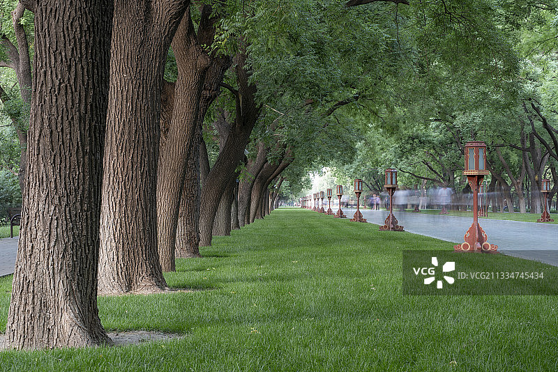 天坛公园路边树林图片素材