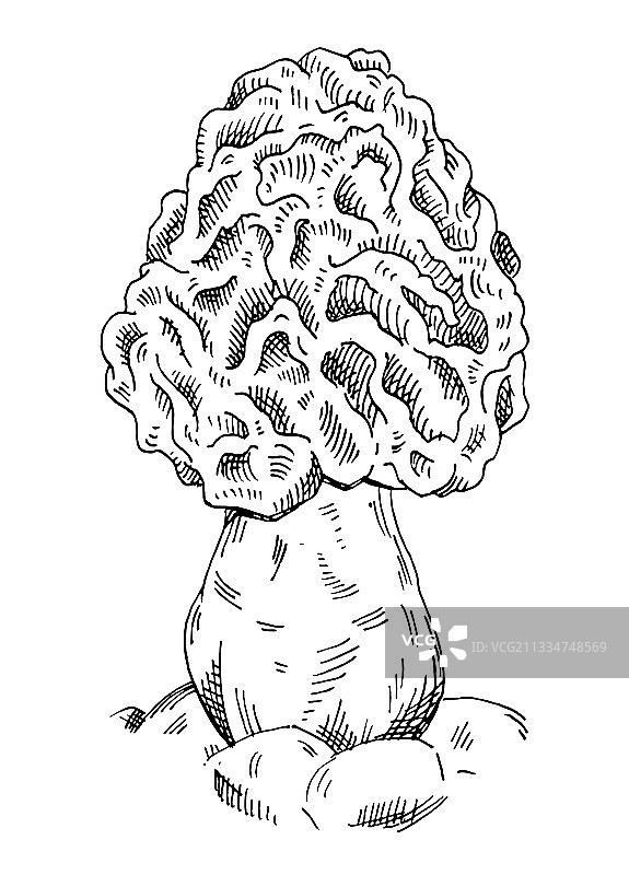 森林野生环境中的羊肚菌图片素材