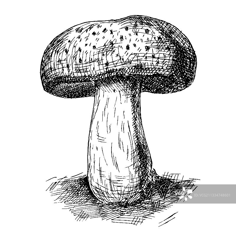 野生环境下的波多贝罗蘑菇图片素材