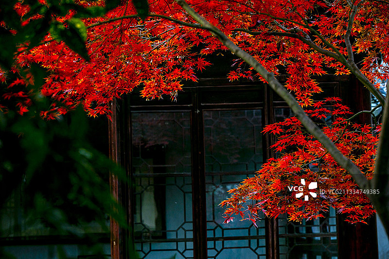 耦园红枫绽放醉游人图片素材