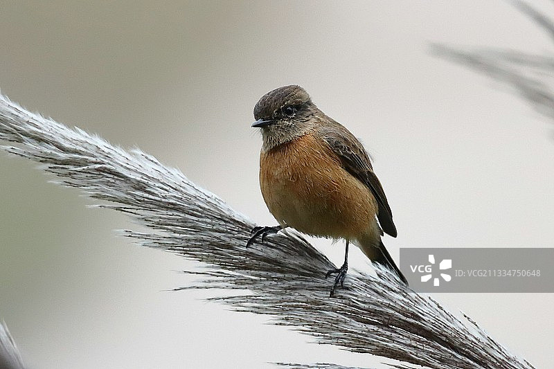 黑喉石鵖图片素材
