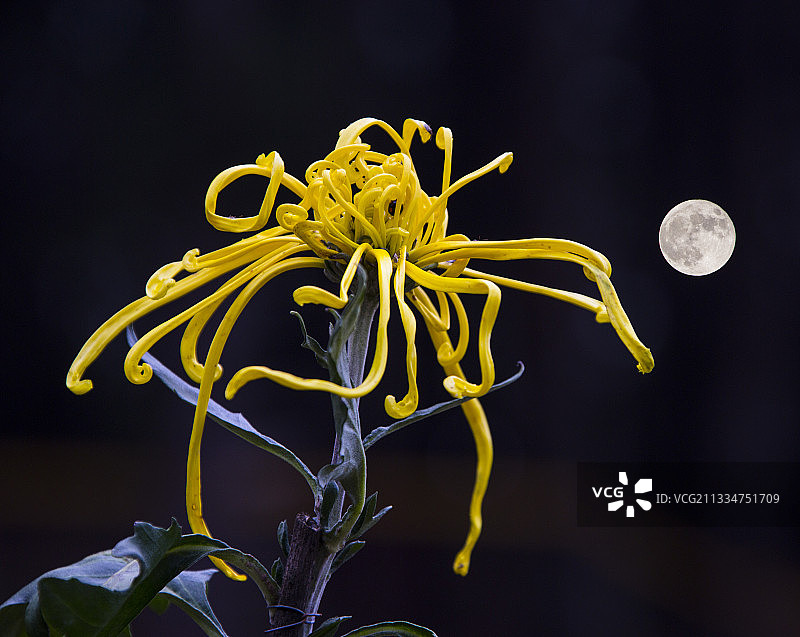 嫦娥奔月图片素材