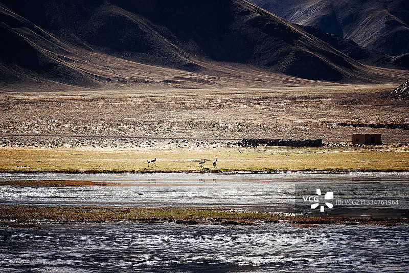 西藏阿里班公错湿地图片素材