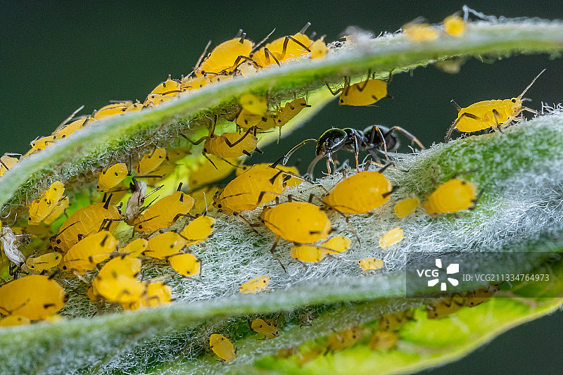 入侵者四张图片素材