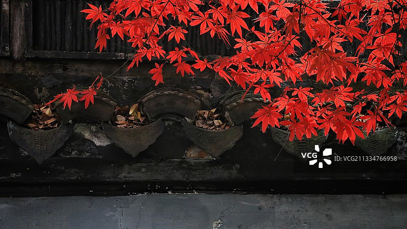 枫叶红了(上海市嘉定区秋霞圃公园)图片素材
