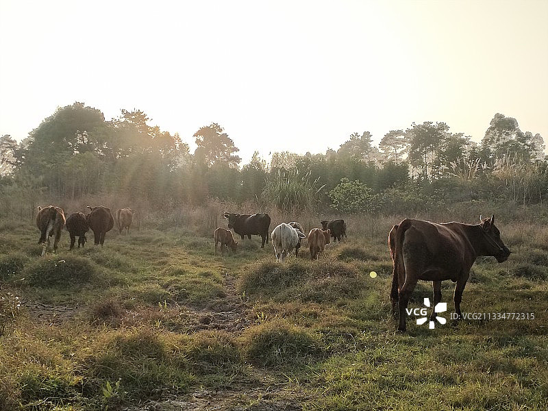 牛群暮归图片素材