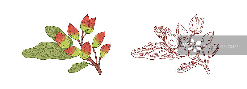 彩色开心果枝条和轮廓素描图片素材