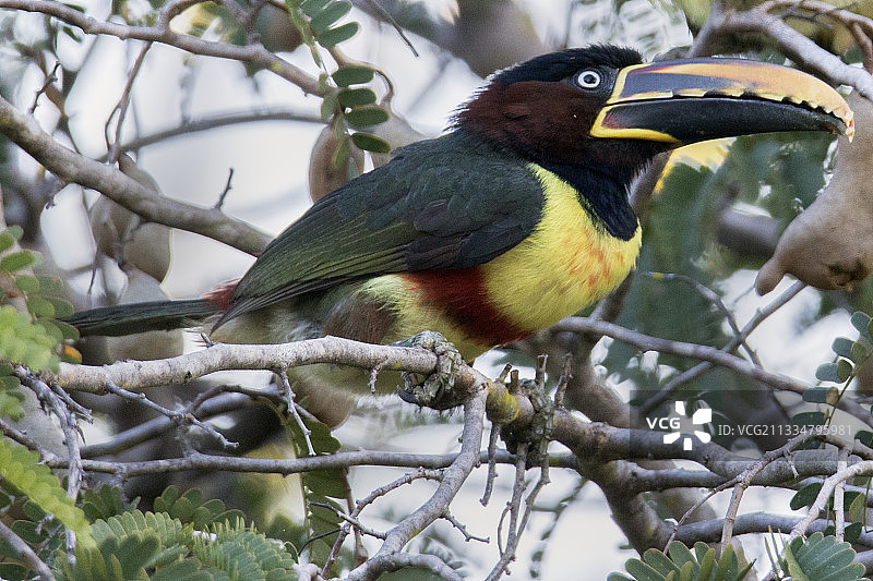 红胁绿鹟图片素材